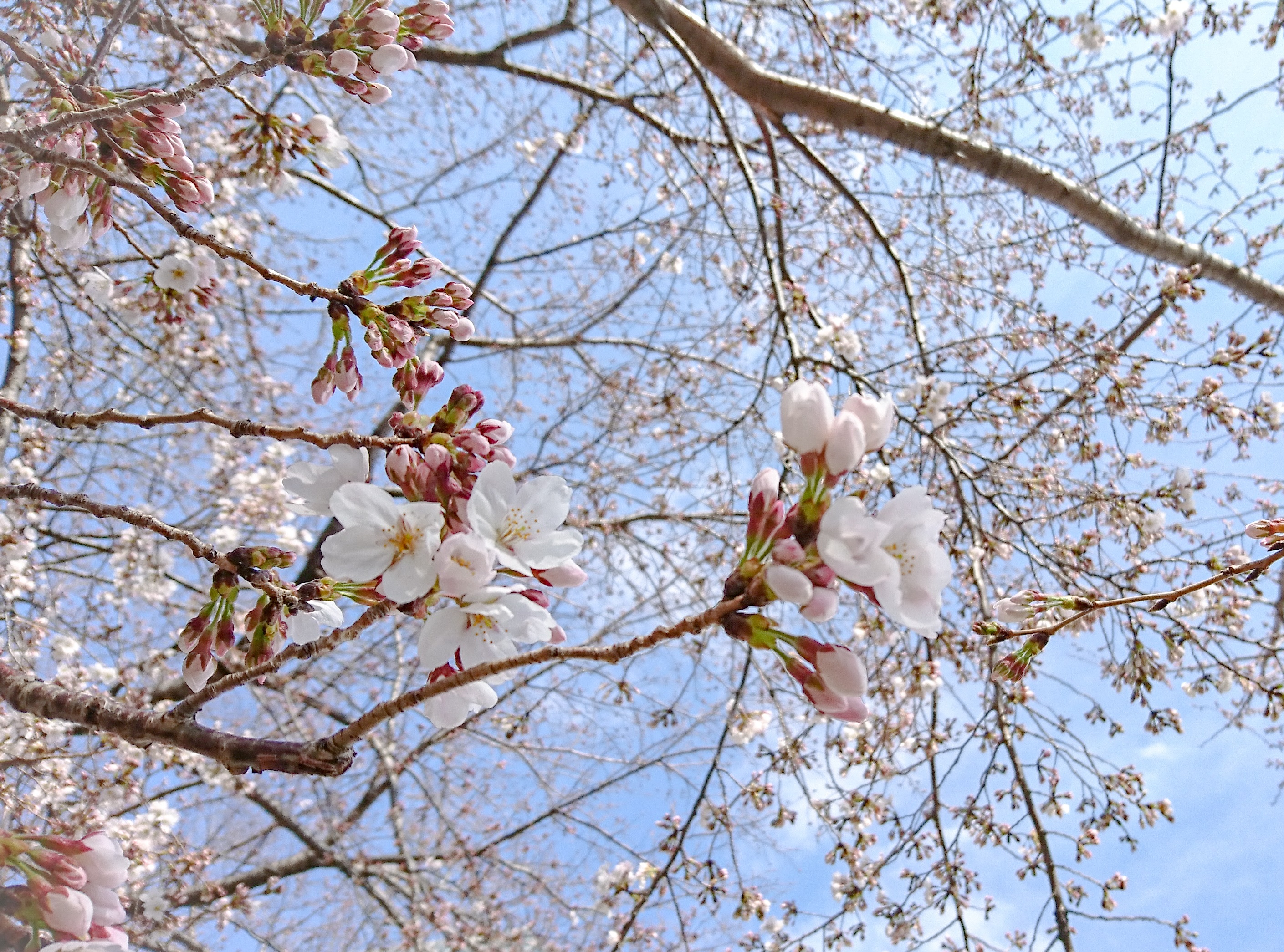 東京都　ソメイヨシノ　桜